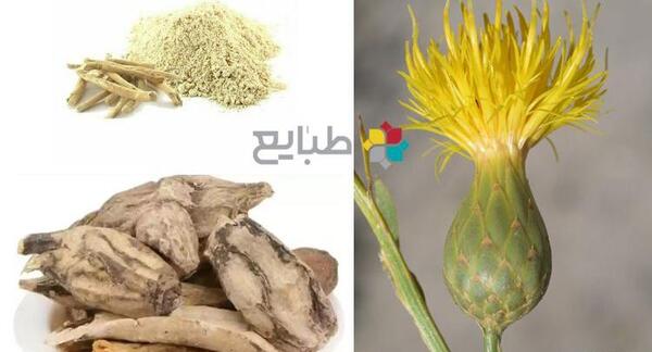عکس برگ سنای مکی