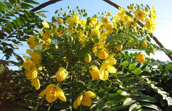 عکس گیاه برگ سنا