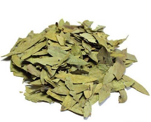 عکس گیاه برگ سنا