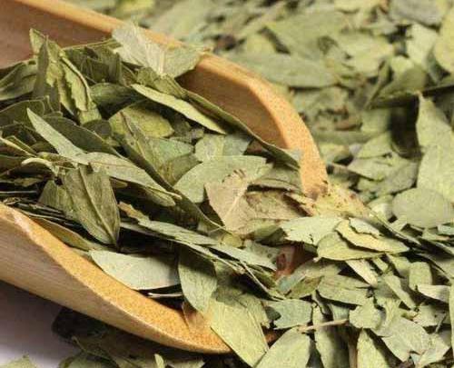 عکس گیاه برگ سنا