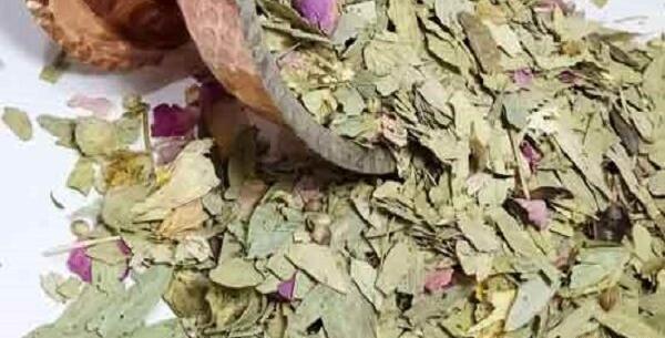عکس گیاه برگ سنا
