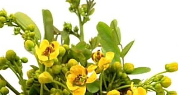 عکس گیاه برگ سنا