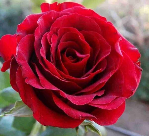 عکس خواننده کورد سنا برزنجه