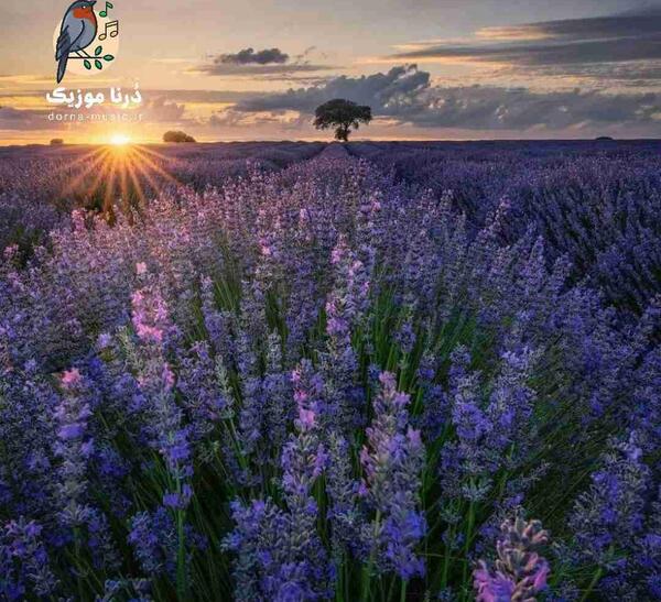 عکس های جدید سنا برزنجه