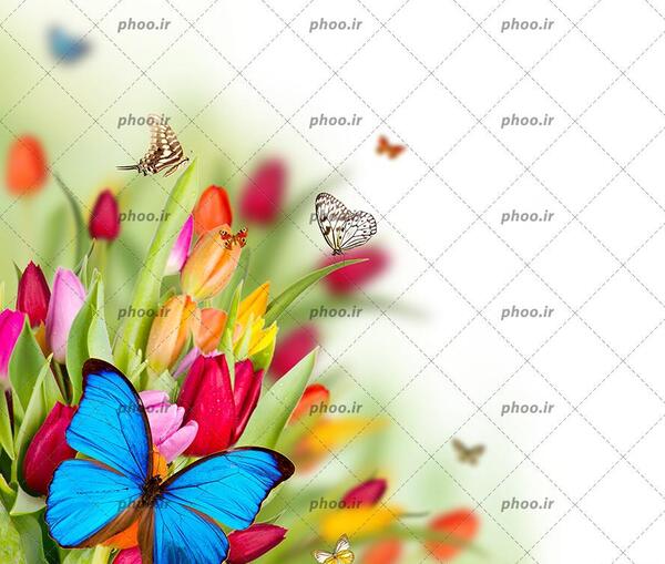 عکس پروانه های زیبا و رنگارنگ