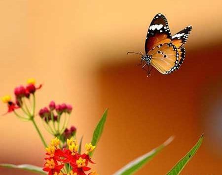 عکس پروانه های زیبا در طبیعت