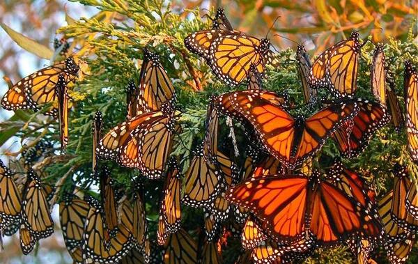 عکس از پروانه های زیبا