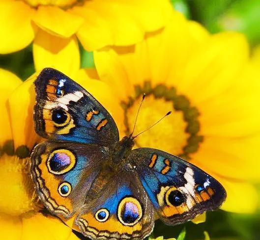 عکس از پروانه های زیبا