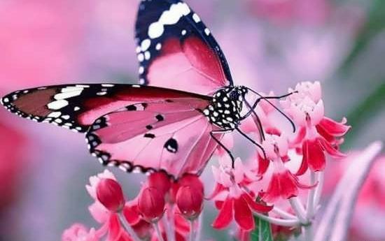 عکس پروفایل پروانه های زیبا