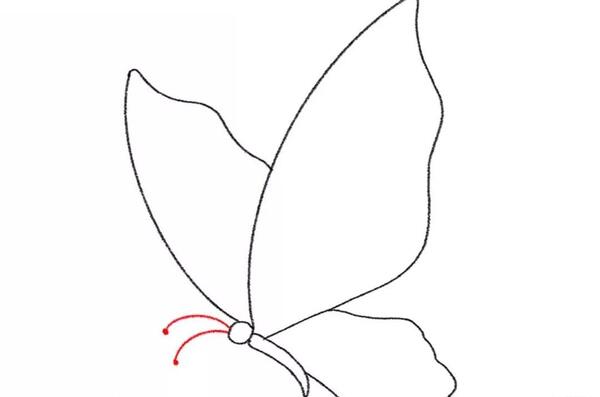 عکس پروانه نقاشی بزرگ