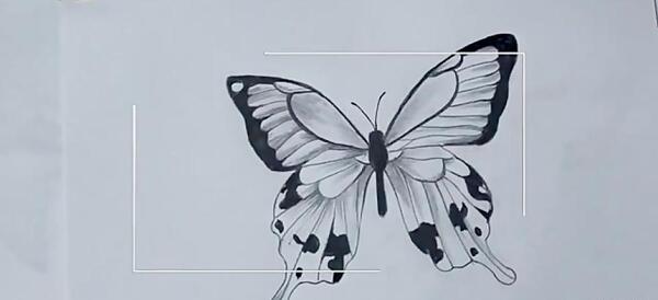 عکس پروانه نقاشی سیاه قلم