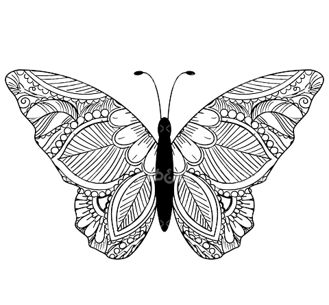 عکس پروانه نقاشی سیاه قلم