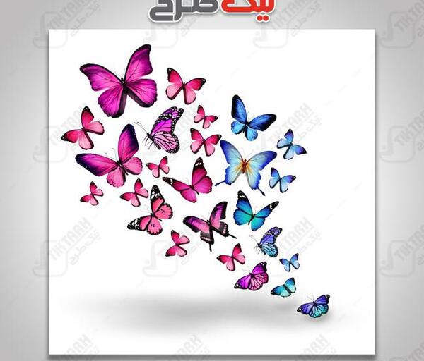 عکس پروانه صورتی زیبا