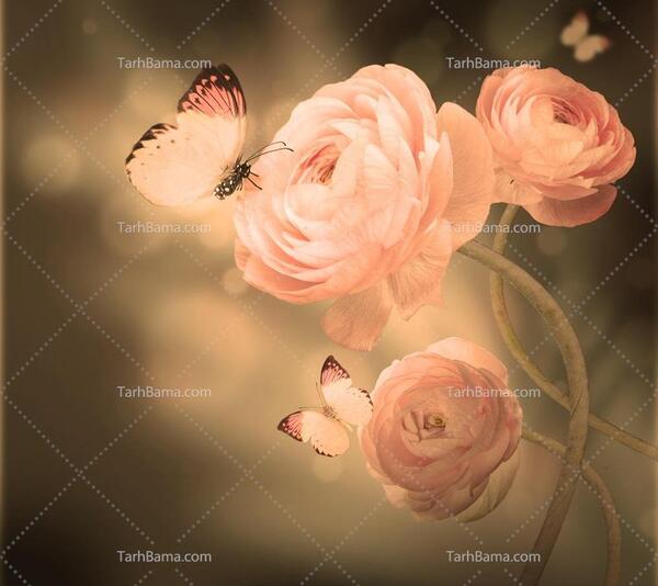 عکس پروانه صورتی زیبا