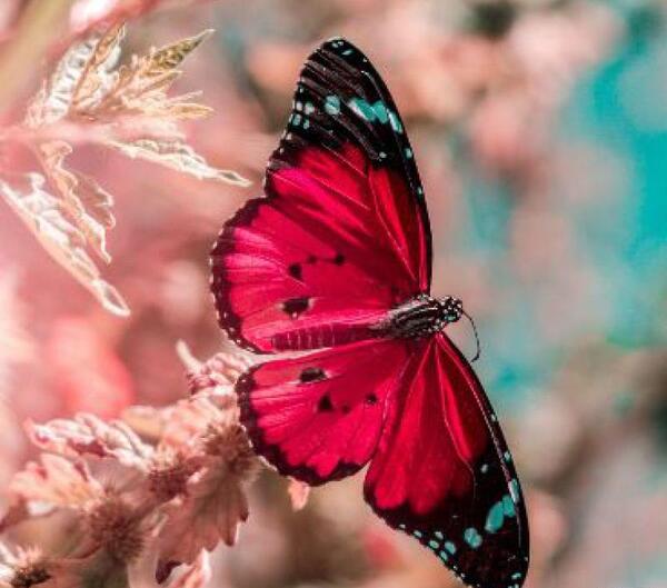 عکس پروانه صورتی زیبا