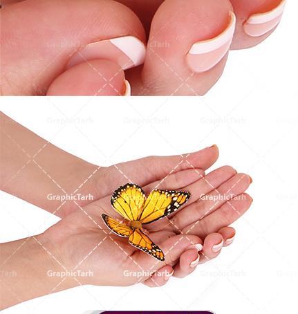عکس پروانه صورتی زیبا