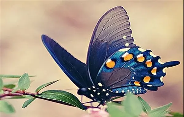 عکس پروانه برای پروفایل آبی