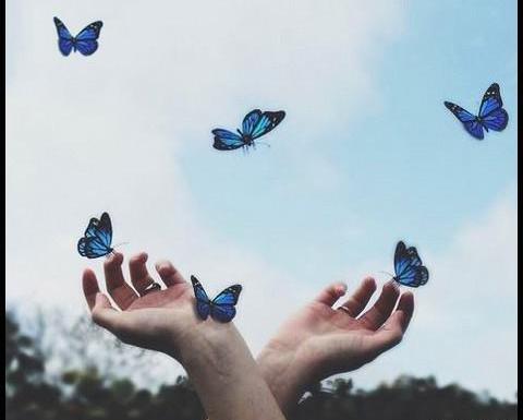 عکس پروانه برای پروفایل شاد
