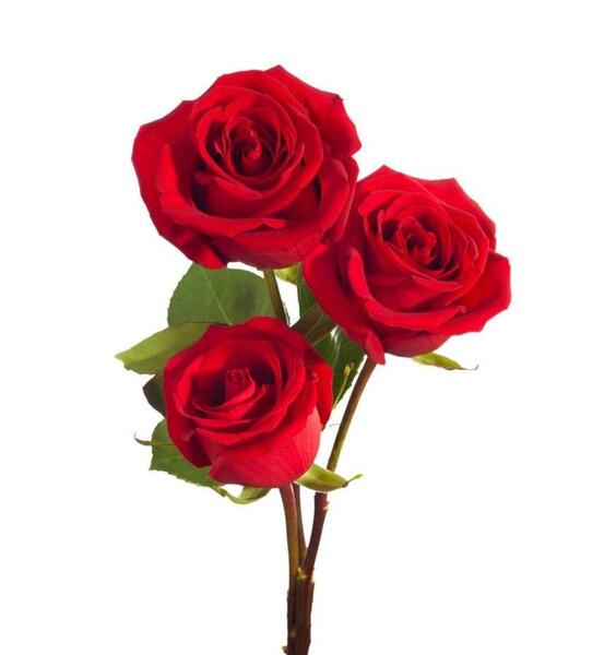 عکس پروانه برای پروفایل شاد