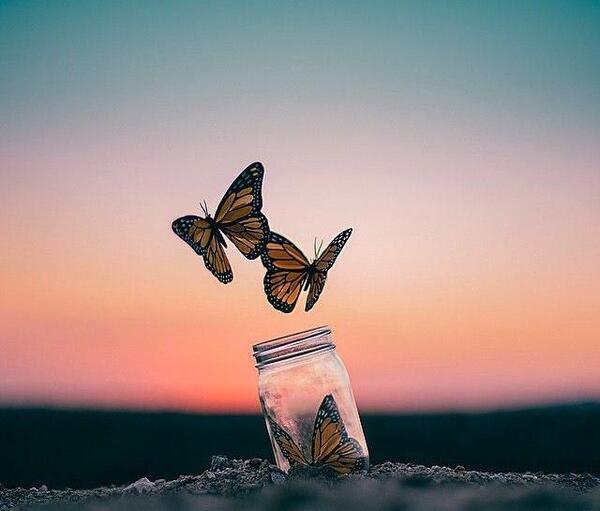 عکس پروانه برای پروفایل اینستا