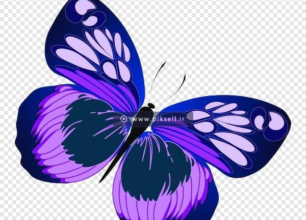 عکس پروانه های بنفش