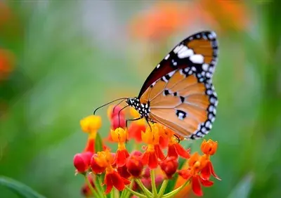 دانلود عکس پروانه با کیفیت بالا