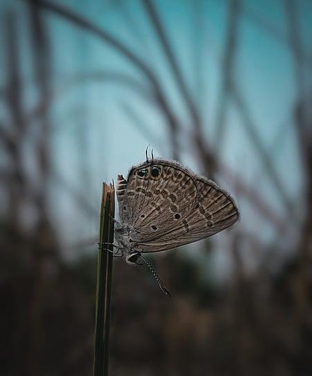 عکس پروانه برای تصویر زمینه گوشی