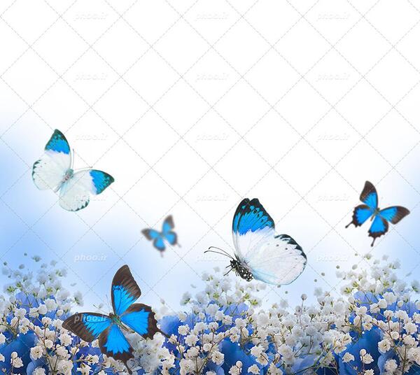 عکس های پروانه برای تصویر زمینه