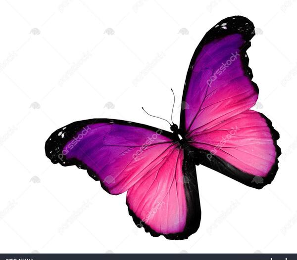 عکس پروانه بنفش برای پروفایل