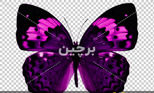 عکس پروانه بنفش برای چاپ