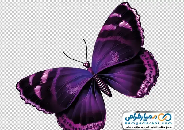 عکس پروانه بنفش فانتزی