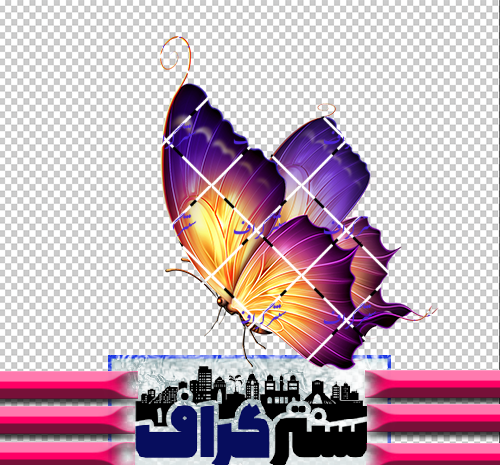 عکس پروانه بنفش واقعی