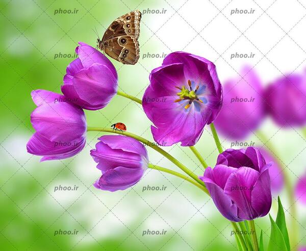 عکس پروانه بنفش واقعی