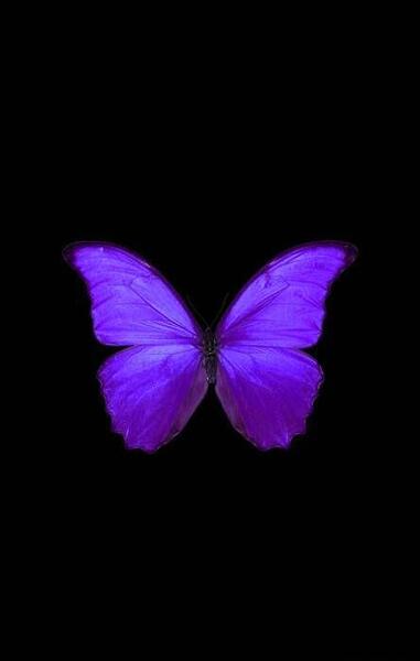 عکس پروانه بنفش برای پس زمینه