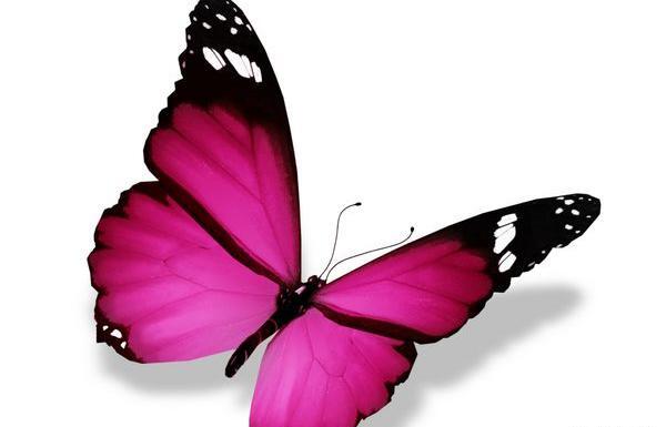 عکس پروانه بنفش برای پس زمینه