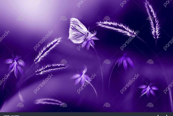 عکس پروانه بنفش برای پس زمینه
