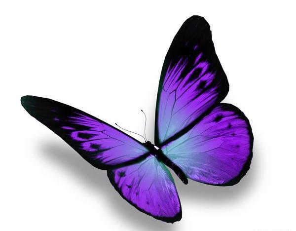 عکس پروانه بنفش برای ادیت