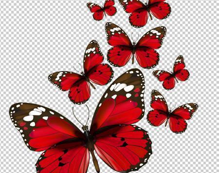 عکس پروانه بنفش برای ادیت
