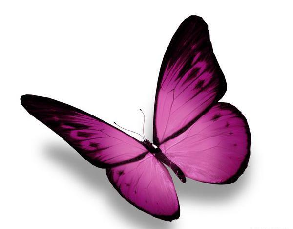 عکس پروانه بنفش برای ادیت