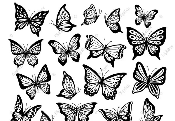 عکس پروانه بنفش دارک