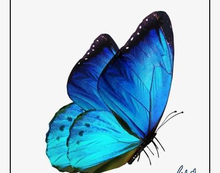 عکس پروانه برای نقاشی ساده