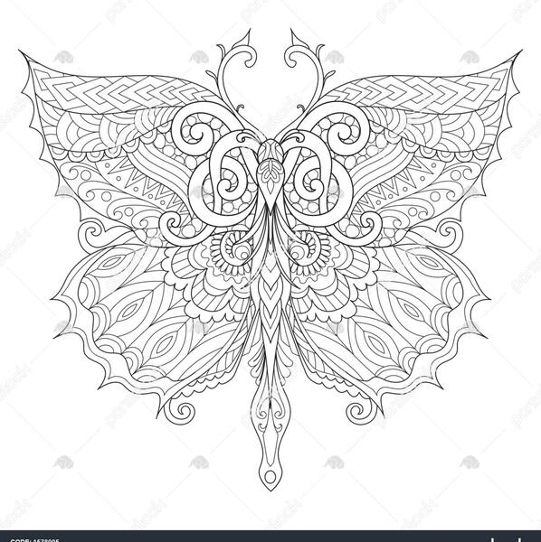 عکس پروانه بزرگ برای نقاشی
