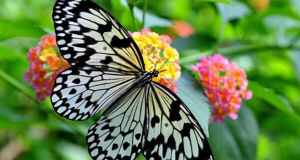 عکس پروانه بزرگ واقعی