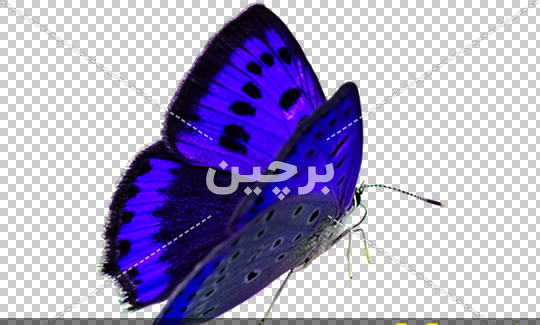 عکس بزرگترین پروانه