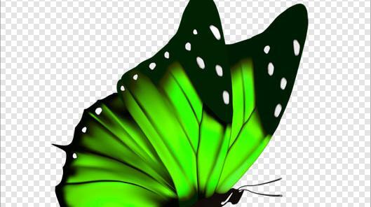عکس پروانه بدون پس زمینه