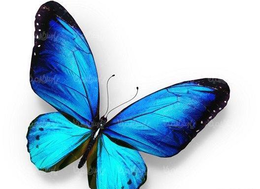 عکس پروانه بدون پس زمینه