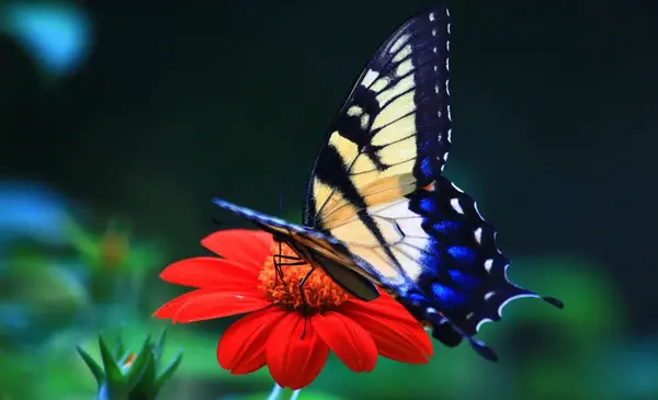عکس پروانه های خوشگل