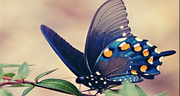 عکس یک پروانه خوشگل