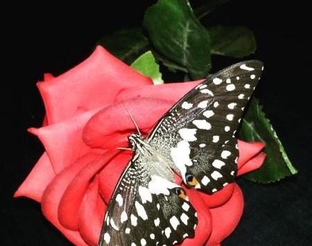 عکس پروانه واقعی خوشگل