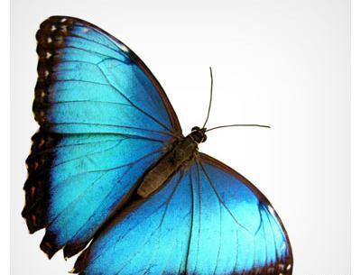 عکس پروانه آبی خاص